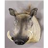 Image 1 : AFRICAN WARTHOG SHOULDER MOUNT