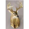 Image 1 : 12-POINT WHITE-TAIL BUCK SHOULDER MOUNT