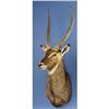 Image 1 : RECORD-BOOK WATERBUCK SHOULDER MOUNT