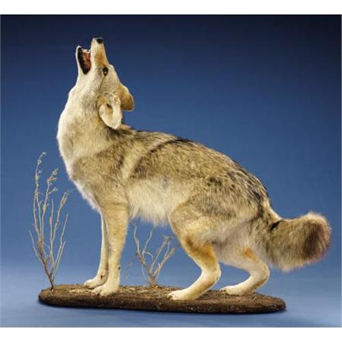 COYOTE FULLBODY MOUNT
