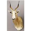 Image 1 : WHITE BLESBUCK SHOULDER MOUNT