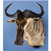 Image 1 : WHITE-BEARDED WILDEBEEST SHOULDER MOUNT