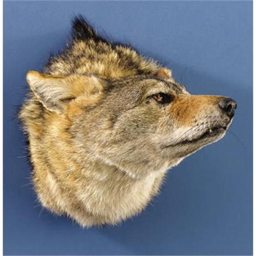 COYOTE SHOULDER MOUNT