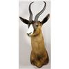 Image 1 : BLACK SPRINGBUCK SHOULDER MOUNT