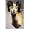 Image 1 : CORSICAN SHEEP SHOULDER MOUNT