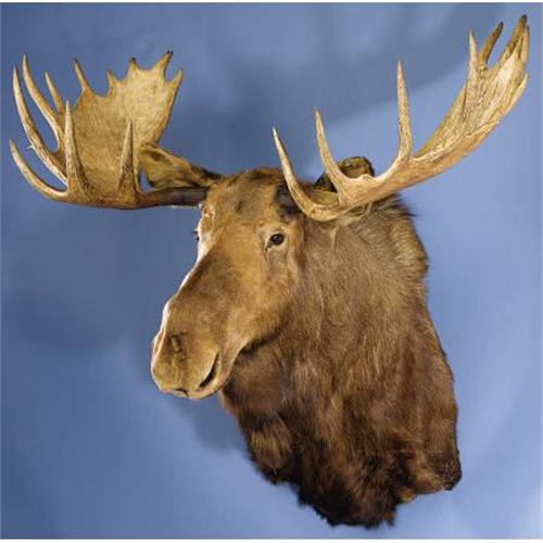 12 x 11 POINT ALASKAN MOOSE SHOULDER MOUNT