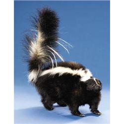 STRIPED SKUNK FULL-BODY MOUNT