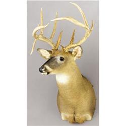 TEXAS DROPTINE WHITE-TAIL DEER SHOULDER MOUNT