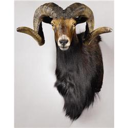BLACK HAWAIIAN SHEEP SHOULDER MOUNT