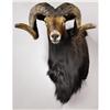 Image 1 : BLACK HAWAIIAN SHEEP SHOULDER MOUNT