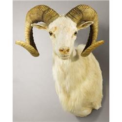 TEXAS DALL SHEEP SHOULDER MOUNT