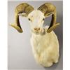 Image 1 : TEXAS DALL SHEEP SHOULDER MOUNT