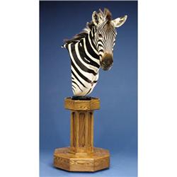 ZEBRA SHOULDER PEDESTAL MOUNT