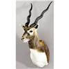 Image 1 : BLACK ANTELOPE SHOULDER MOUNT