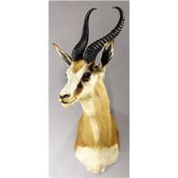 SOUTH AFRICAN SPRINGBUCK SHOULDER MOUNT