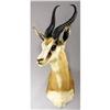 Image 1 : SOUTH AFRICAN SPRINGBUCK SHOULDER MOUNT