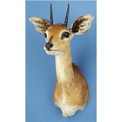 AFRICAN STEINBUCK SHOULDER MOUNT