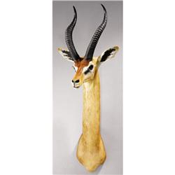 GERENUK GAZELLE SHOULDER MOUNT