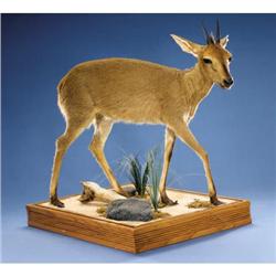 SOUTHERN BUSH DUIKER FULL-BODY MOUNT