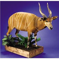 BONGO FULL-BODY MOUNT