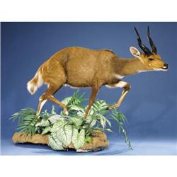 LIMPOPO BUSHBUCK FULL-BODY MOUNT