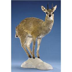 KLIPSPRINGER FULL-BODY MOUNT