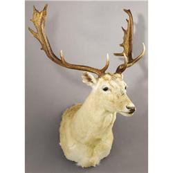 WHITE FALLOW DEER SHOULDER MOUNT