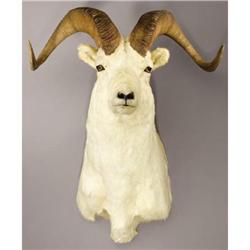 ALASKAN DALL SHEEP SHOULDER MOUNT