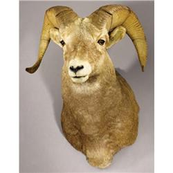 ROCKY MOUNTAIN BIGHORN SHEEP SHOULDER MOUNT