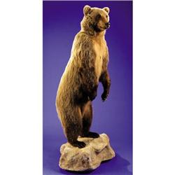 STANDING GRIZZLY BEAR FULL-BODY MOUNT