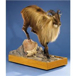 HIMALAYAN TAHR FULL-BODY MOUNT