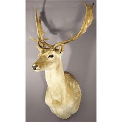 SPOTTED FALLOW DEER SHOULDER MOUNT