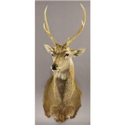 MANCHURIAN SIKA DEER SHOULDER MOUNT