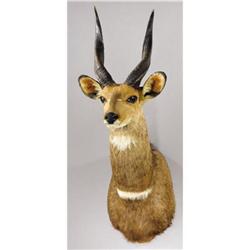 LIMPOPO BUSHBUCK SHOULDER MOUNT