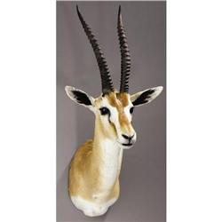 THOMSON'S GAZELLE SHOULDER MOUNT