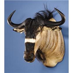 NYASALAND WILDEBEEST SHOULDER MOUNT
