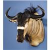 Image 1 : NYASALAND WILDEBEEST SHOULDER MOUNT