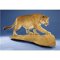 MOUNTAIN LION FULL-BODY MOUNT