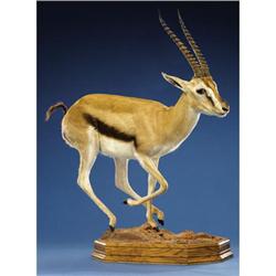 THOMSON'S GAZELLE FULL-BODY MOUNT