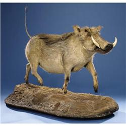 WARTHOG FULL-BODY MOUNT