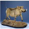 Image 1 : WARTHOG FULL-BODY MOUNT