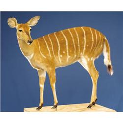 SOUTHERN NYALA FULL-BODY MOUNT