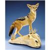 Image 1 : BLACK-BACKED JACKAL FULL-BODY MOUNT