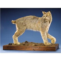 CANADIAN LYNX FULL-BODY MOUNT