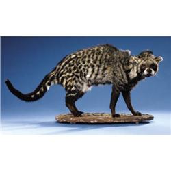 AFRICAN CIVET CAT FULL-BODY MOUNT