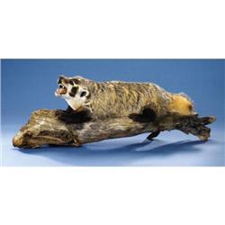 BADGER FULL-BODY MOUNT