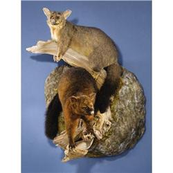 AUSTRALIAN GRAY AND CINNAMON BRUSHTAIL POSSUMS