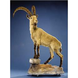 MONGOLIAN IBEX FULL-BODY MOUNT