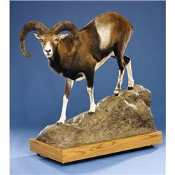 EUROPEAN MOUFLON FULL-BODY MOUNT