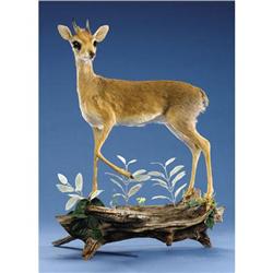 KIRK DIK-DIK FULL-BODY MOUNT